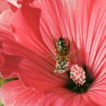 bee, insect, flower-7377094.jpg
