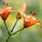 lilies, orange lilies, orange flowers-7336974.jpg