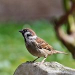 sparrow, bird, songbird-7384888.jpg